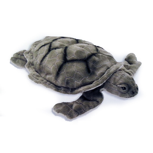 Bebe Tortue De Mer