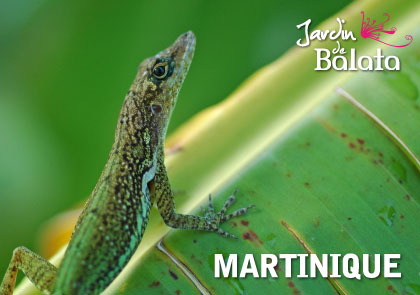 CP 10X15 JDB - Anoli/BananierMJB003