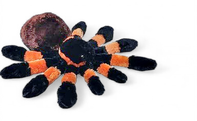 Ck Tarantula 12