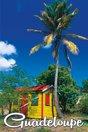 Magnet 3D  Case / Cocotier