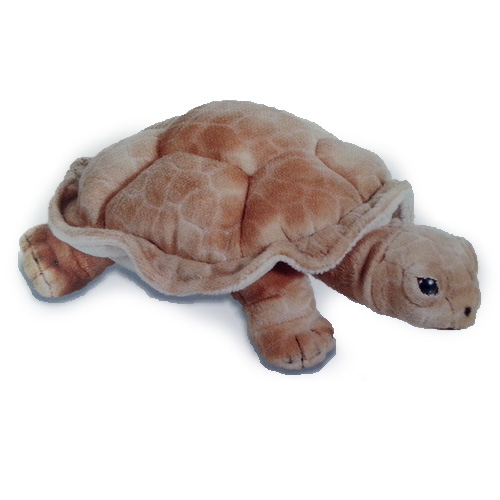 Tortue Terrestre