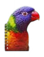 Rainbow Loriquet 3D Notebook