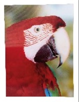 Poster Parrot 3D 40Cm