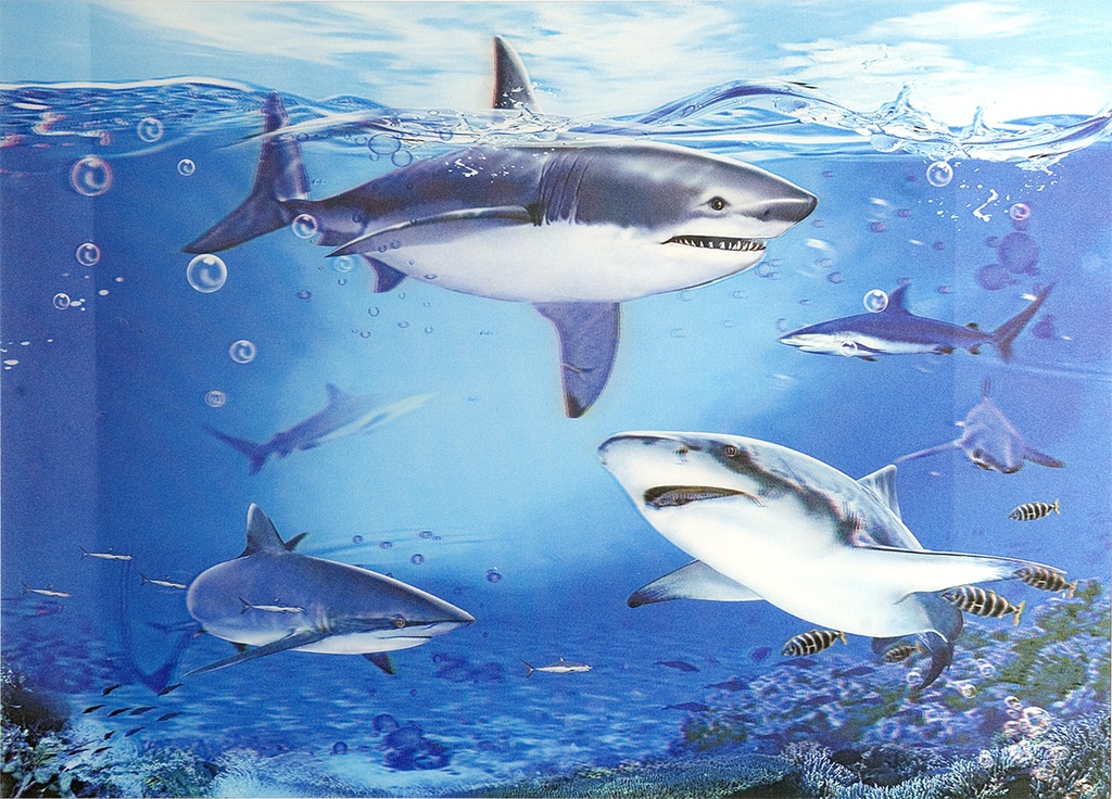 3D Poster Sharks