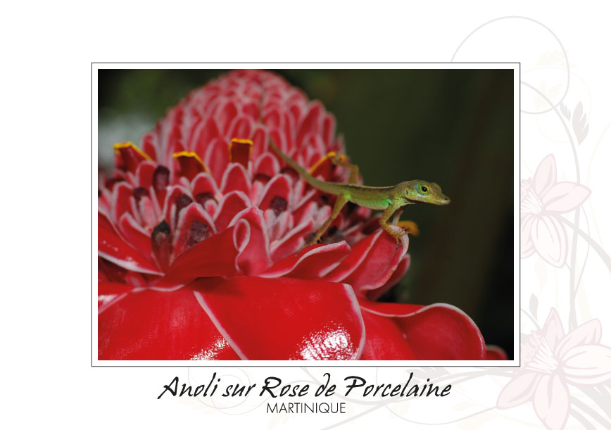 CP 10X15 MQ BB25