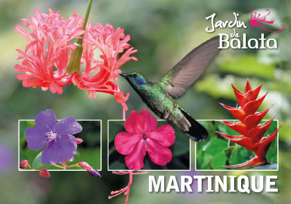 CP 10X15 JDB - Colibri/Hibiscus Fris MJB011