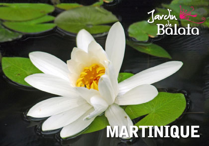 CP 10X15 JDB - N NupharMJB024