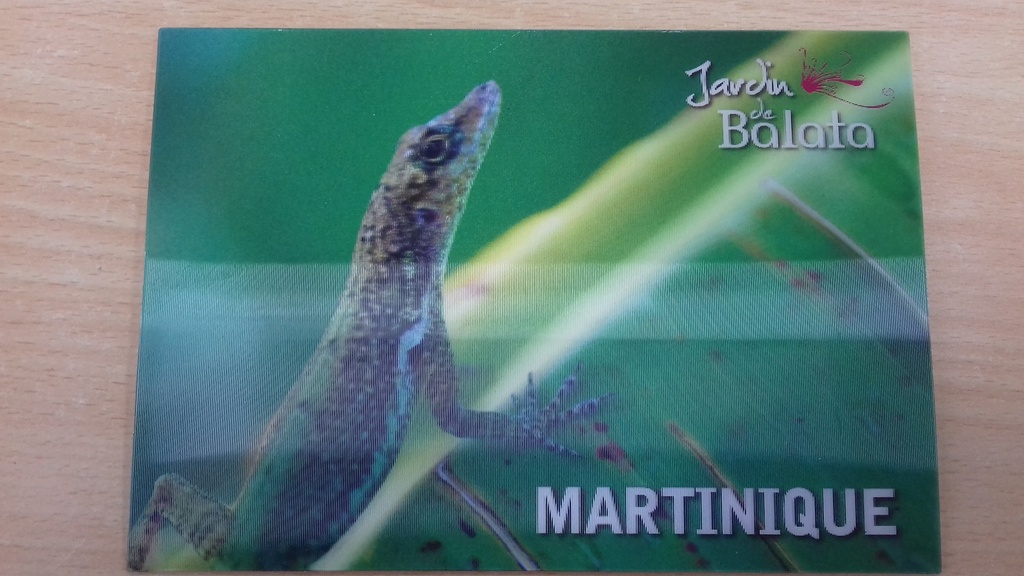 CP 10X15 3D JDB Anoli Sur Feuille BananierMJB3D003