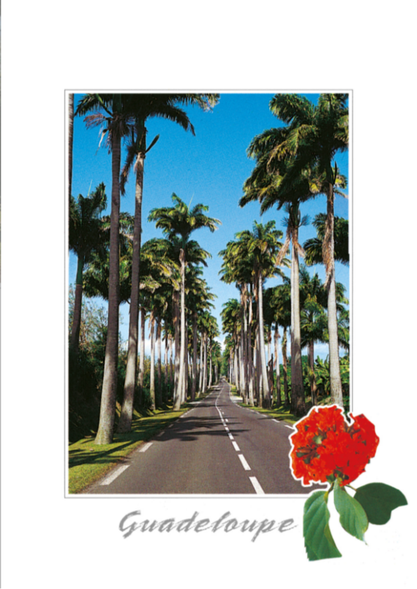 [64174] CP 10X15 GP BG18