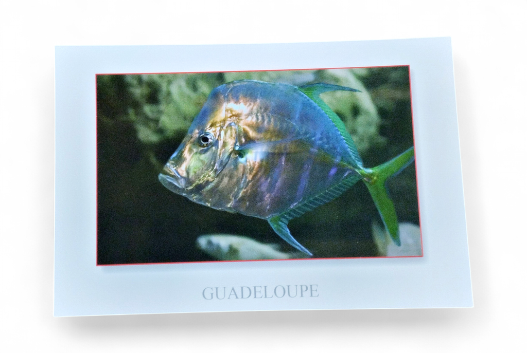 [64238] CP 10X15 GP LP1162
