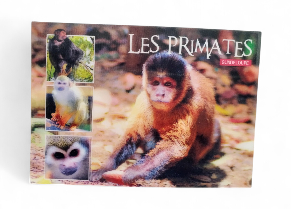 [64274] CP 10X15 PDM - Les primates