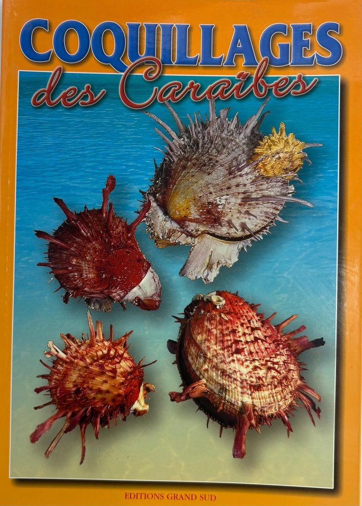 Coquillages 32P