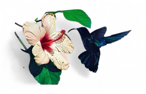 Set de Table Colibri