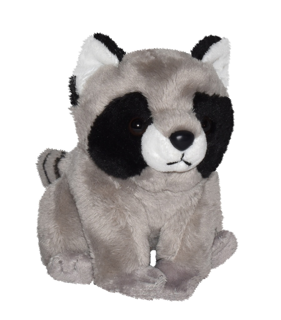 Ck Petit Raton Laveur