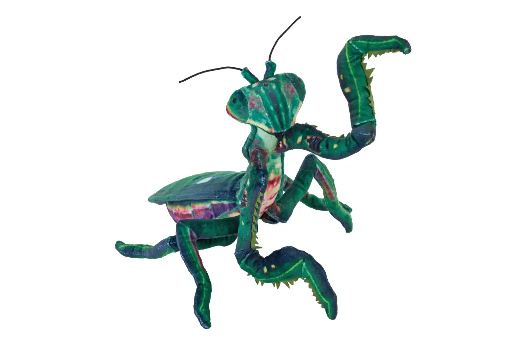 Living Praying Mantis
