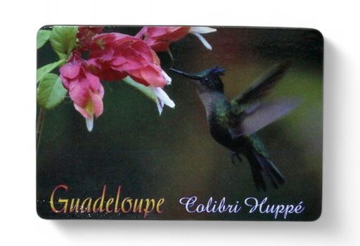 [15076] Magnet Image GP Colibri Huppe