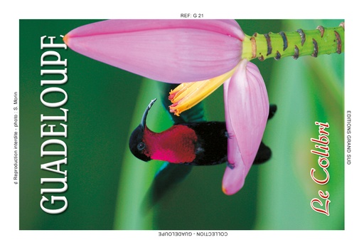 [15077] Magnet Image GP Colibri Casque