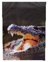 [61011] Poster Crocodile 3D