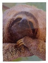 [61016] Poster 3D Paresseux