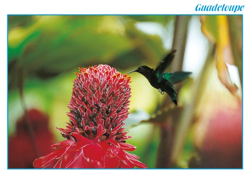 [64015] CP 10X15 GP G114