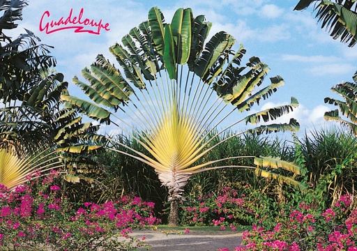 [64016] CP 10X15 GP G115