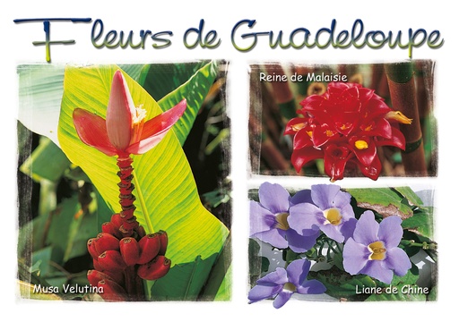 [64048] CP 10X15 GP G165