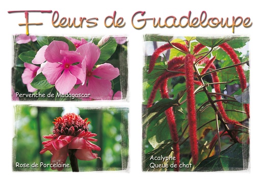 [64050] CP 10X15 GP G167