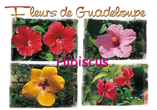 [64052] CP 10X15 GP G171