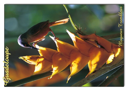 [64069] CP 10X15 GP G191