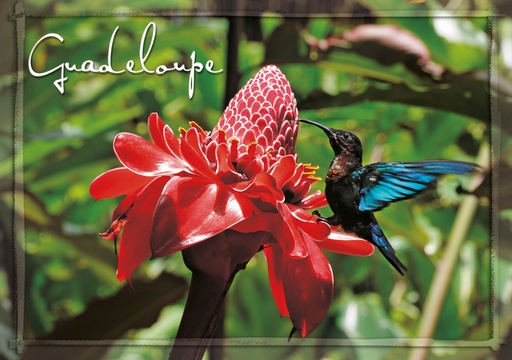 [64118] CP 10X15 GP G262