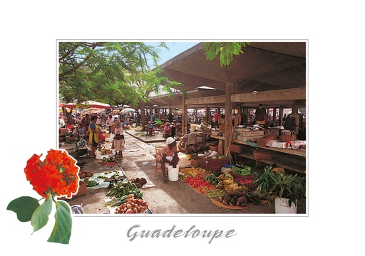 [64167] CP 10X15 GP BG11