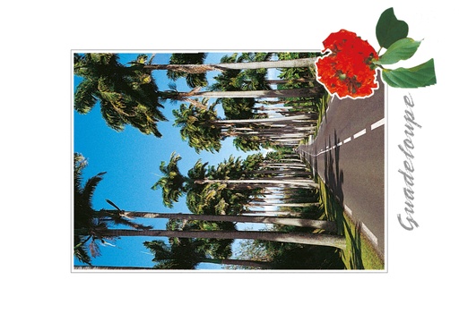 [64174] CP 10X15 GP BG18