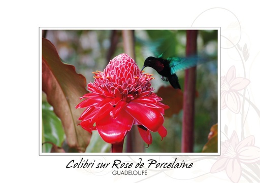 [64196] CP 10X15 GP BG42