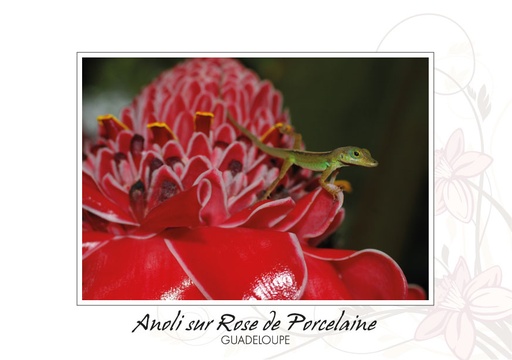 [64197] CP 10X15 GP BG43