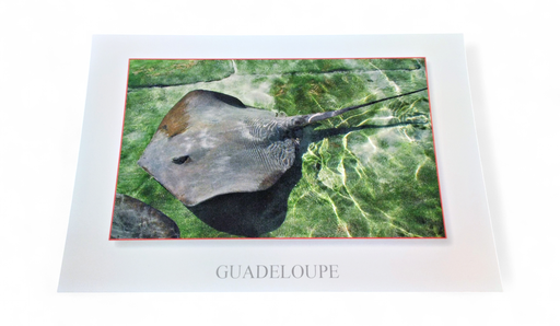 [64239] CP 10X15 GP LP1163